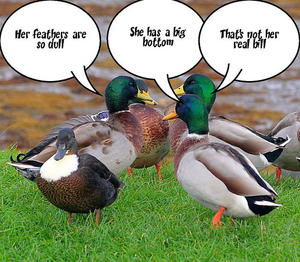 Gossiping Ducks.